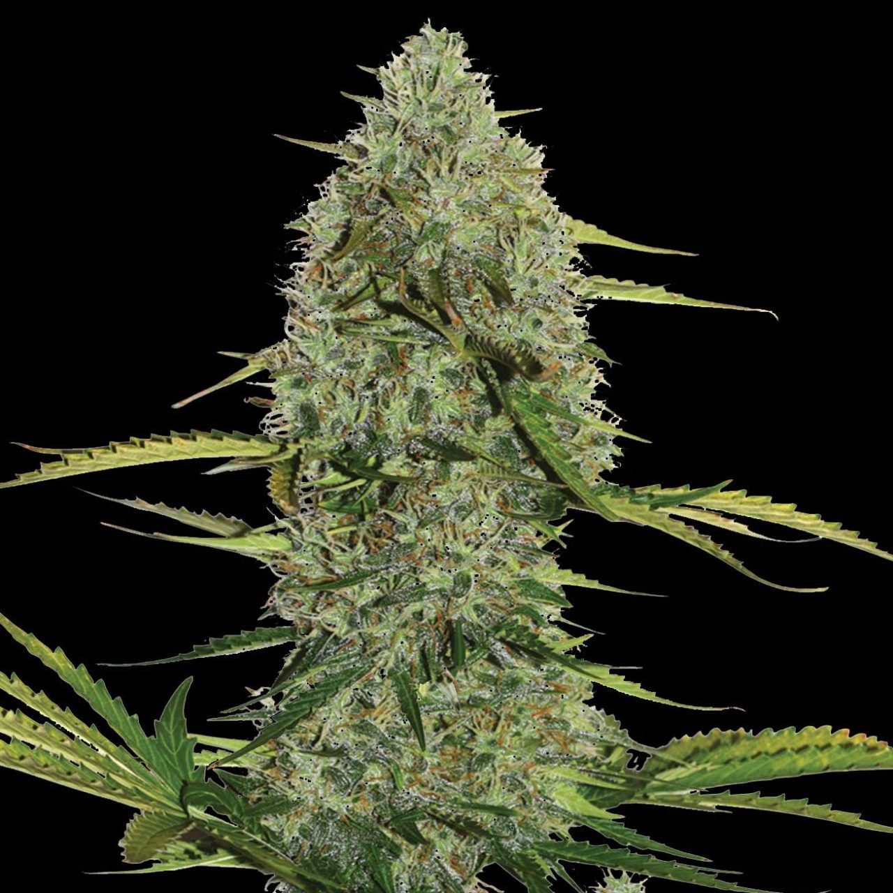 2024 Cannabis Seed Collection - Mega Power Plant Auto - Feminized