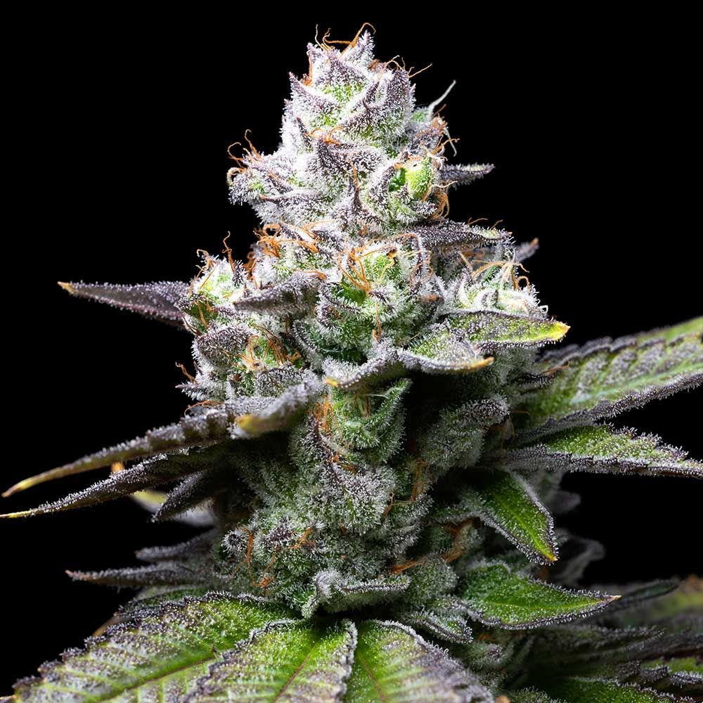 Cookies Seeds - Melted Scoopz - Feminized