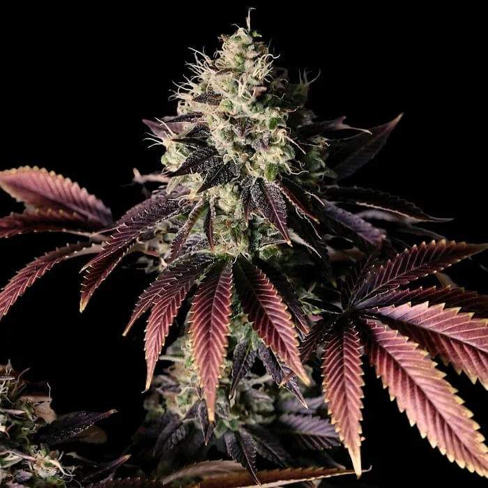 Empire Seeds - Millionaire Mindset - Feminized