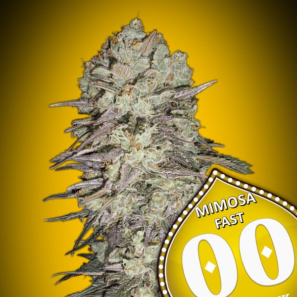 OO Seeds - Mimosa Fast - Feminised