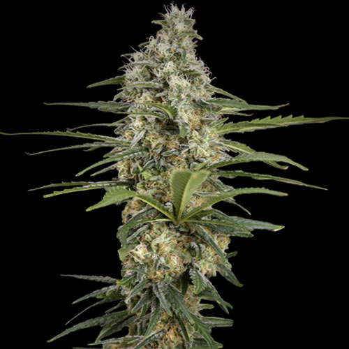 Spliff Seeds - Mint Runtz - Feminized