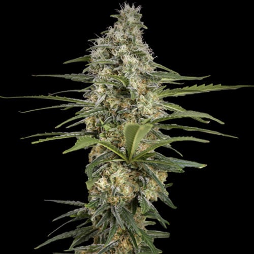 Spliff Seeds - Mint Runtz Auto Feminized