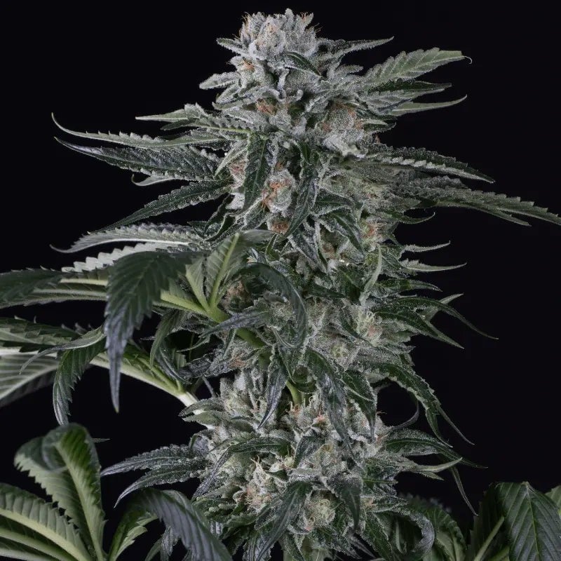 Silent Seeds - Moby Dick Auto - Feminized