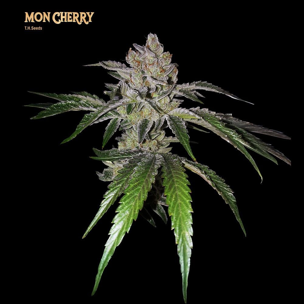 T.H.Seeds - Mon Cherry Feminized