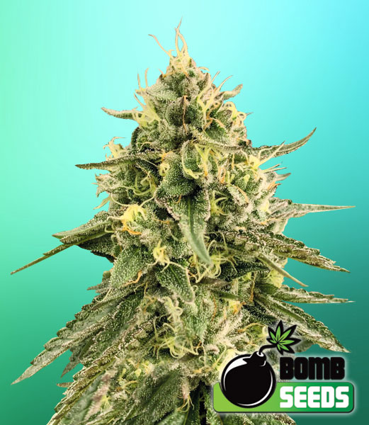 Bomb Seeds - Monkey Bomb - Feminised