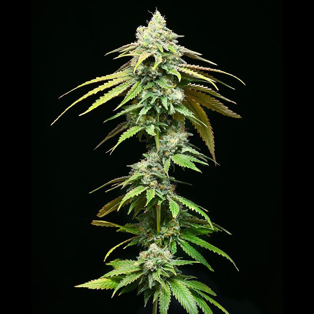 Cookies Seeds - Motor City - Feminized