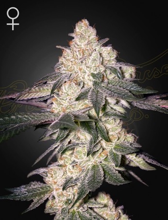 Green House Seeds - Moweeto - Feminized