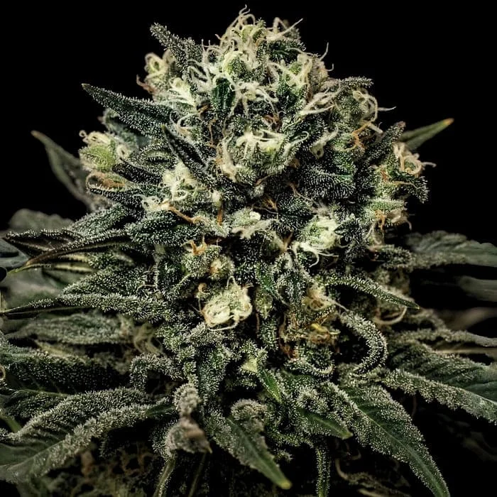 Empire Seeds - Muddy Waters - Feminized