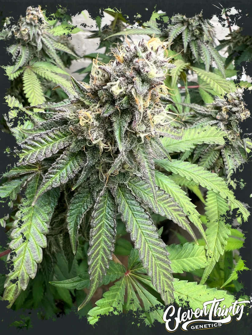 Eleven Thirty Genetics - Nana Budder - Feminized