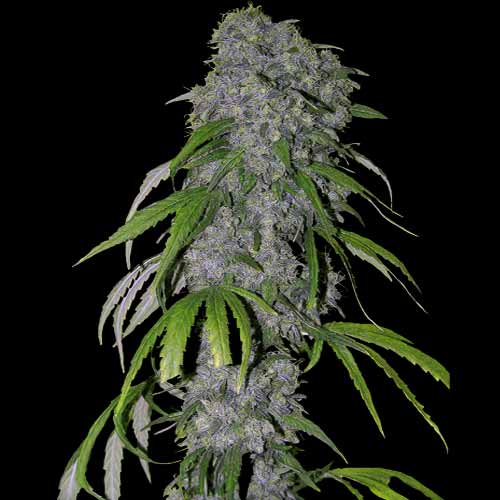 Spliff Seeds - Nevilles Haze - Feminized 