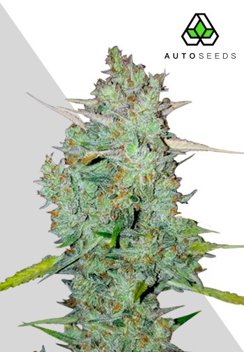 Auto Seeds - Northern Lights Auto - Feminised  