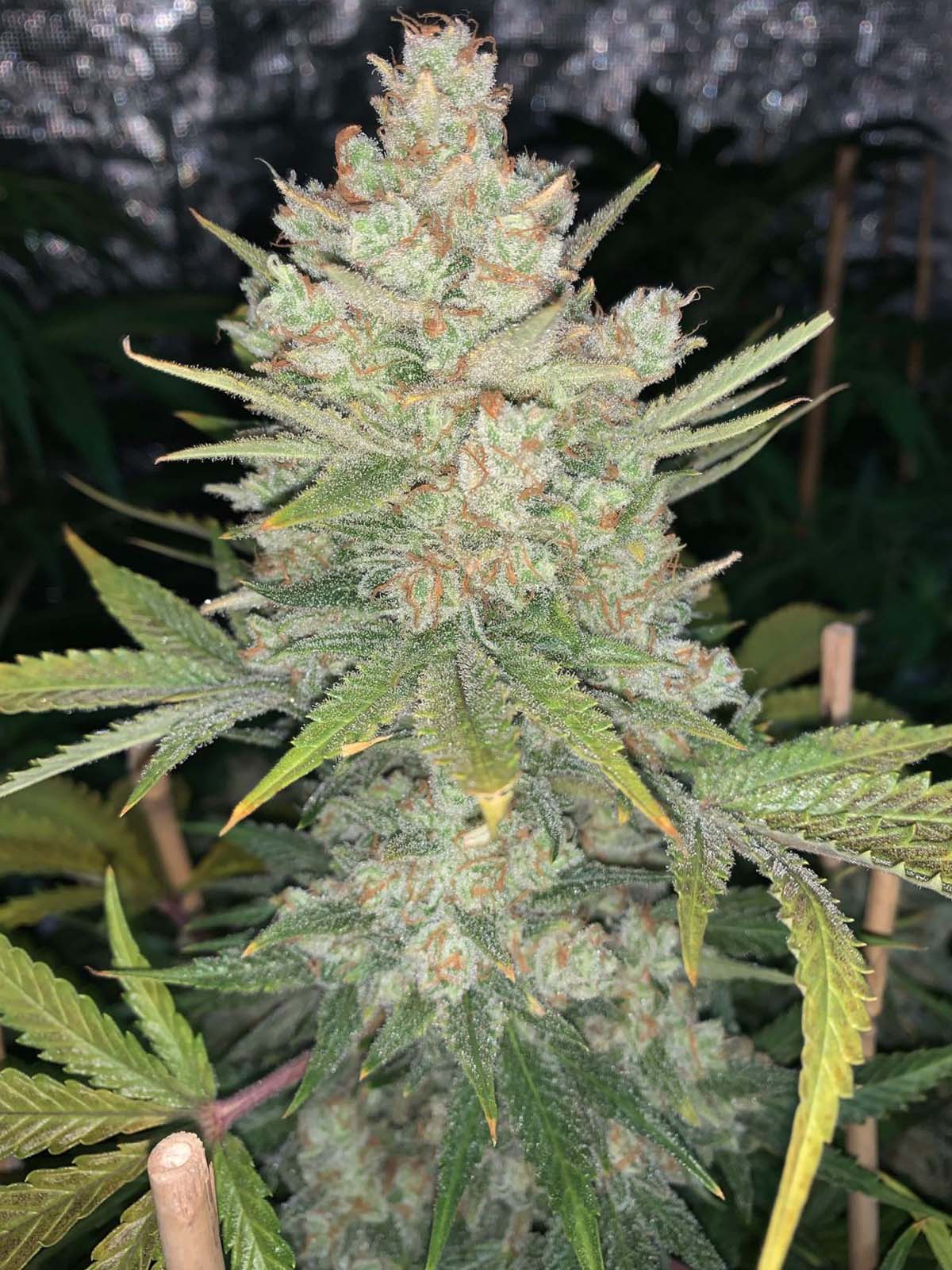 Auto-Tastic Seeds - OG Kush Auto - Feminised 