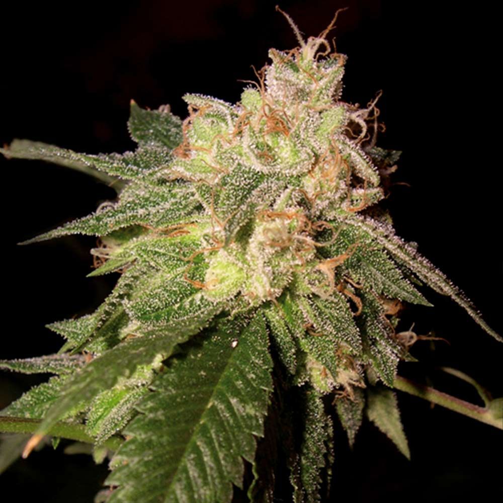 DNA Genetics - OG Kush - Feminized  