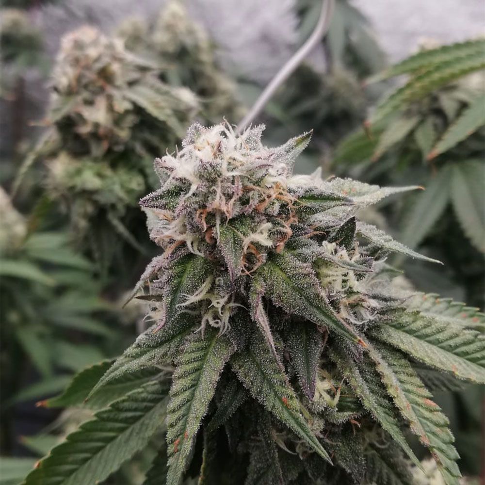 Black Tuna Seeds - Ocean Spray Feminized