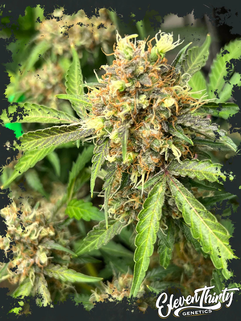 Eleven Thirty Genetics - One Eyed Resin Chucker Auto - Feminized