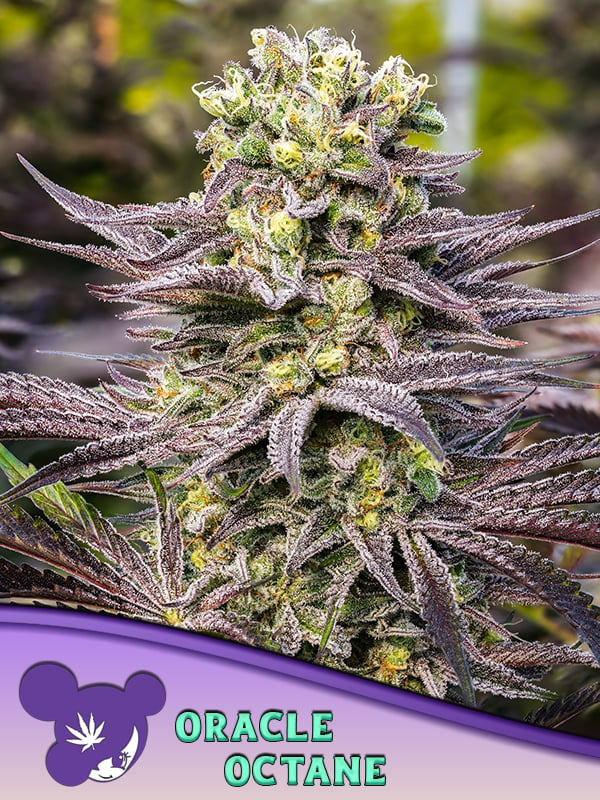 2024 Cannabis Seed Collection - Oracle Octane Feminized 