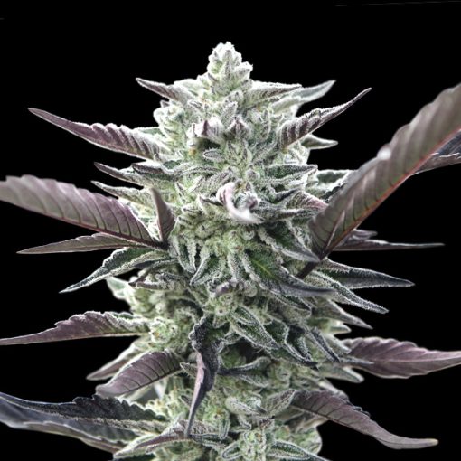 OO Seeds - Oreoz - Feminized 