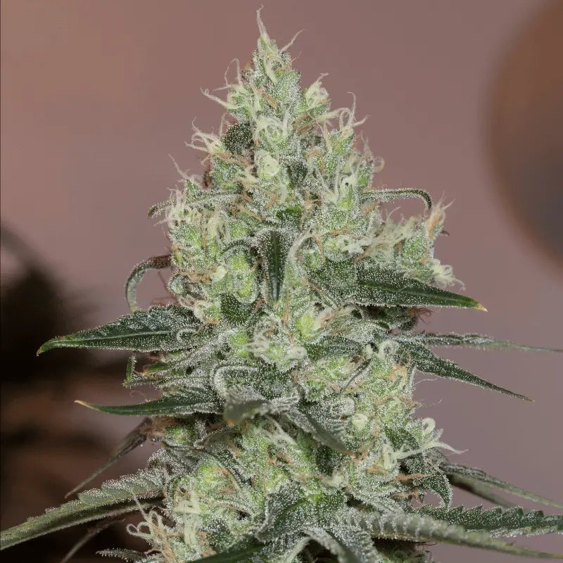 Silent Seeds - Original Amnesia - Feminized