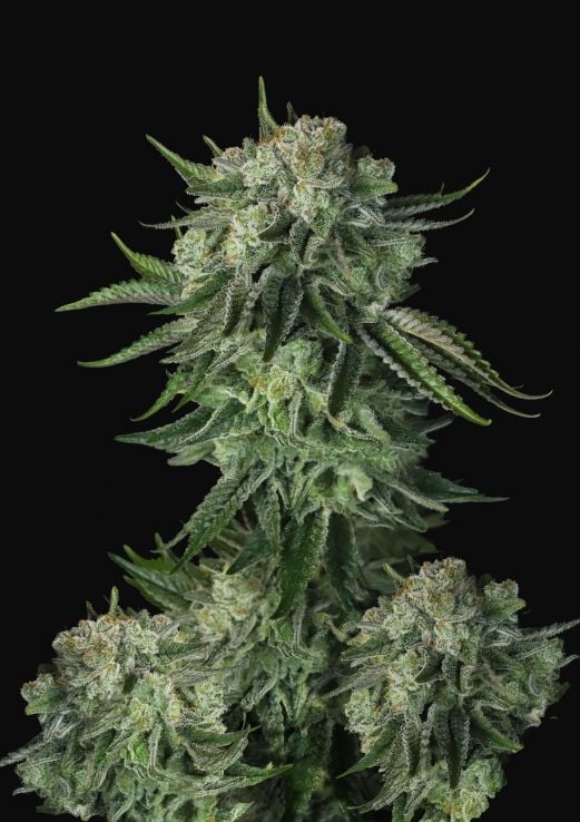 Original Moby Dick Auto – Feminized – Fast Buds  