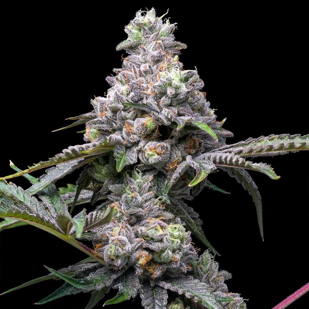 Cookies Seeds - Papaya x Hollywood - Feminized