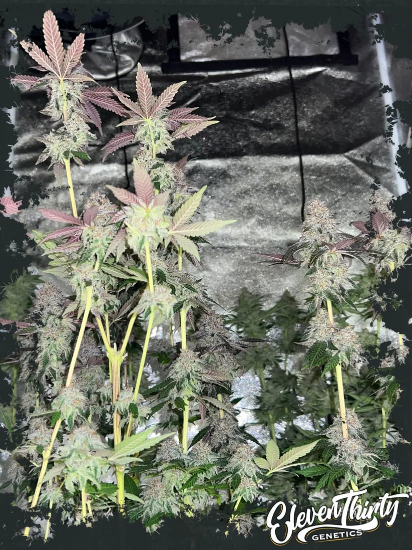 Eleven Thirty Genetics - Papaya Krush Auto - Feminized