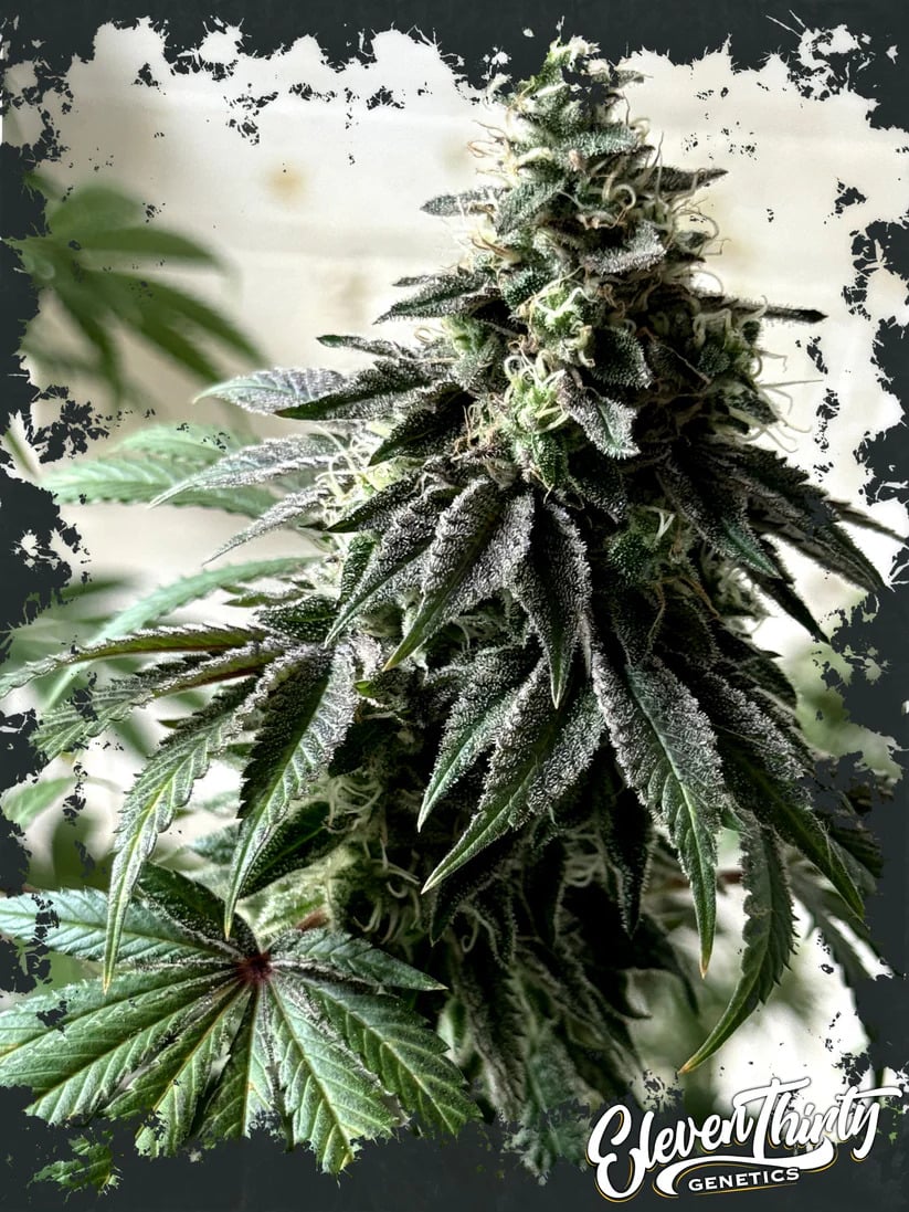 Eleven Thirty Genetics - Papaya Krush - Feminized