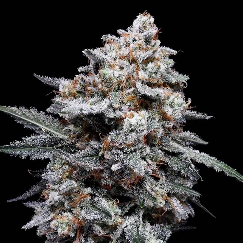 DNA Genetics - Patrick Swayze Auto 