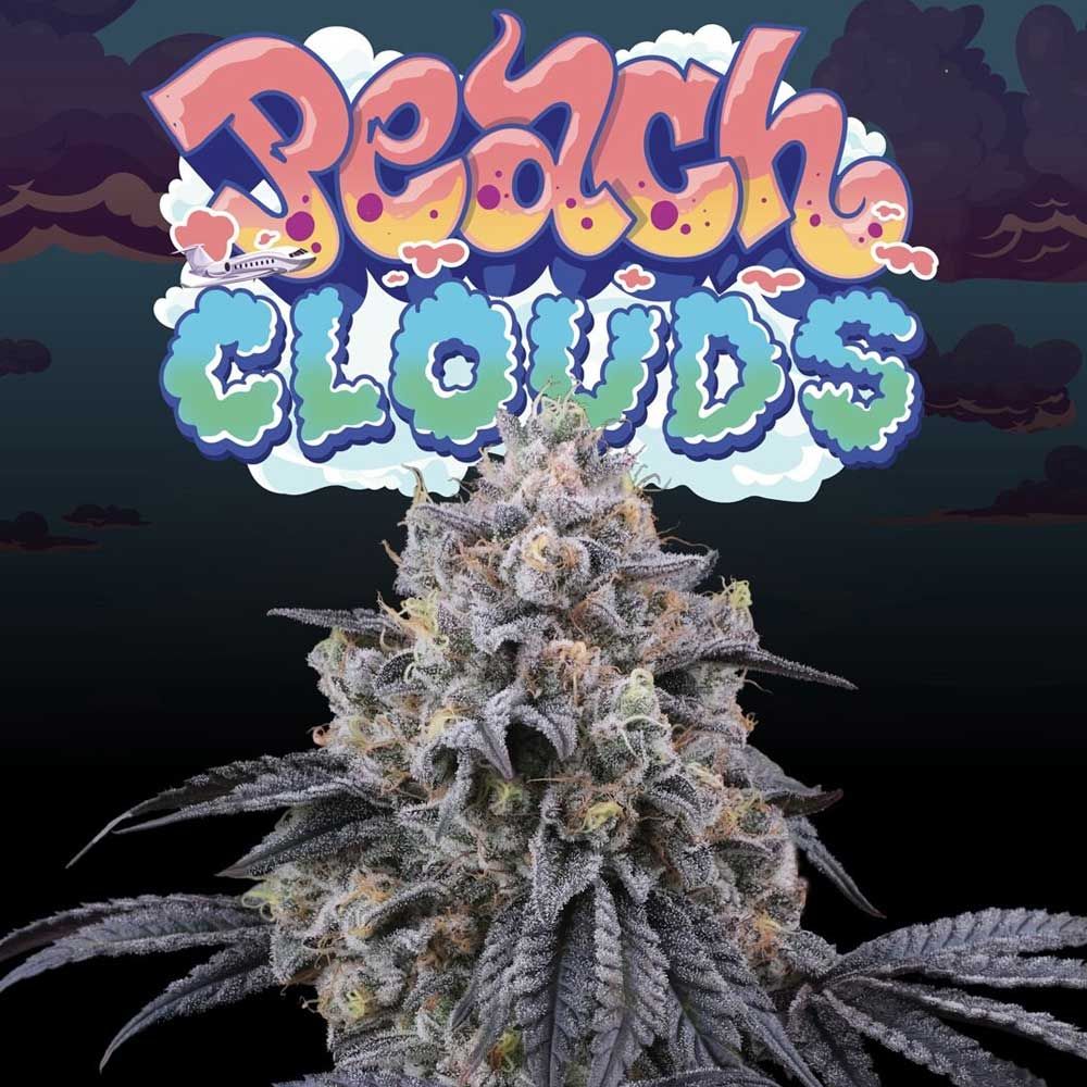 Perfect Tree - Peach Clouds - Feminized