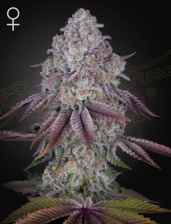 2024 Cannabis Seed Collection - Persian Pie Feminized