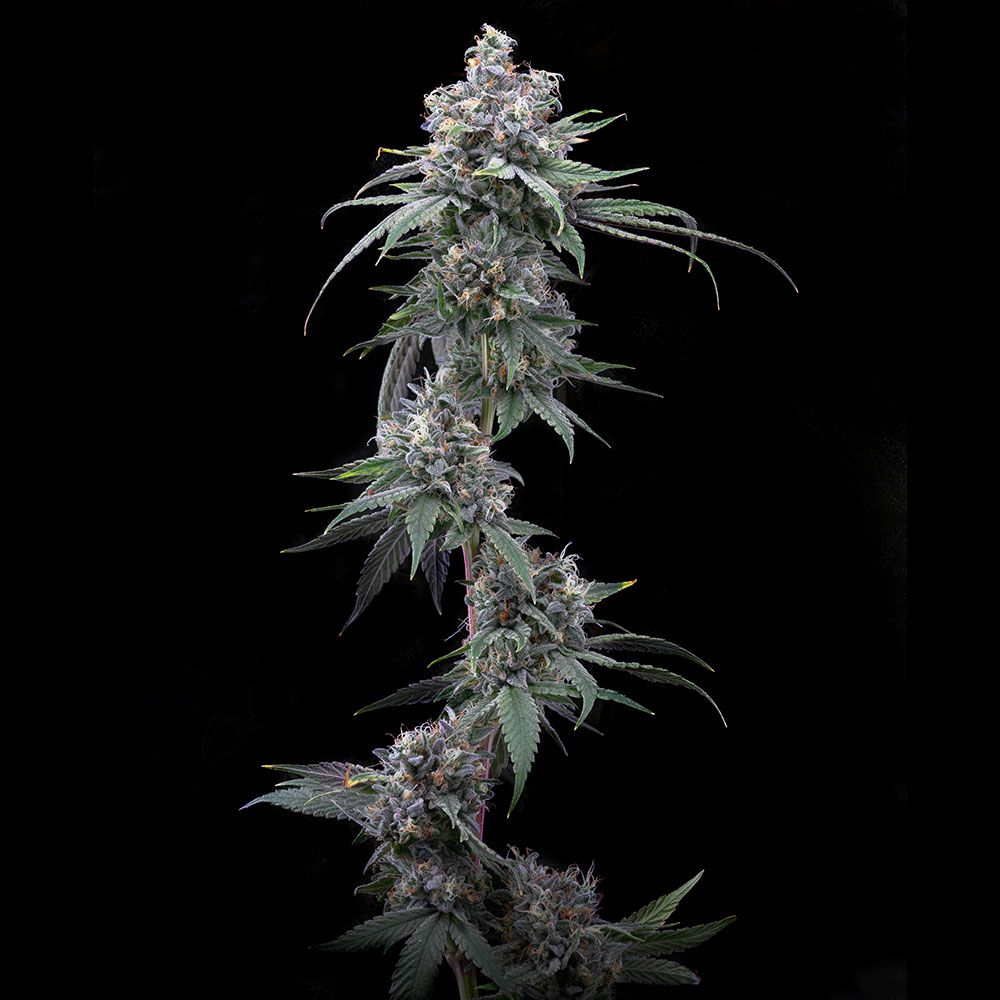 Cookies Seeds - Pie Piss - Feminized