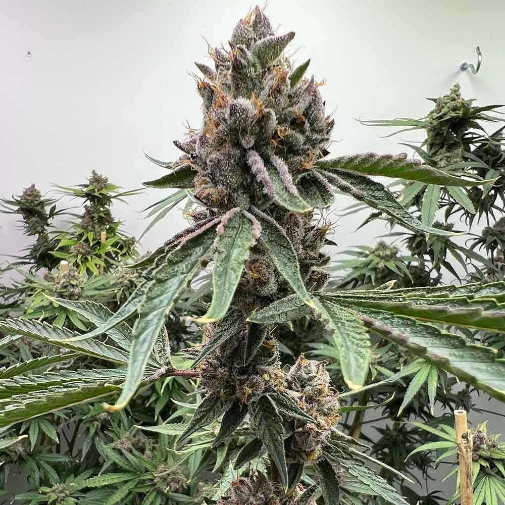 Mosca Seeds - Pink Animal Crackers S1 - Feminized