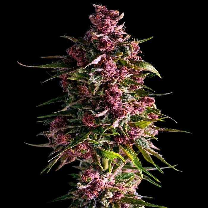 Empire Seeds - Pink Empire - Feminized