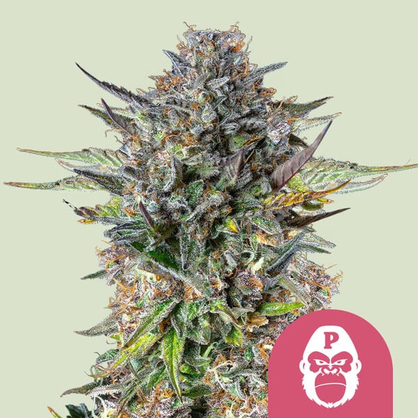 Royal Queen Seeds - Pink Gorilla - Feminised