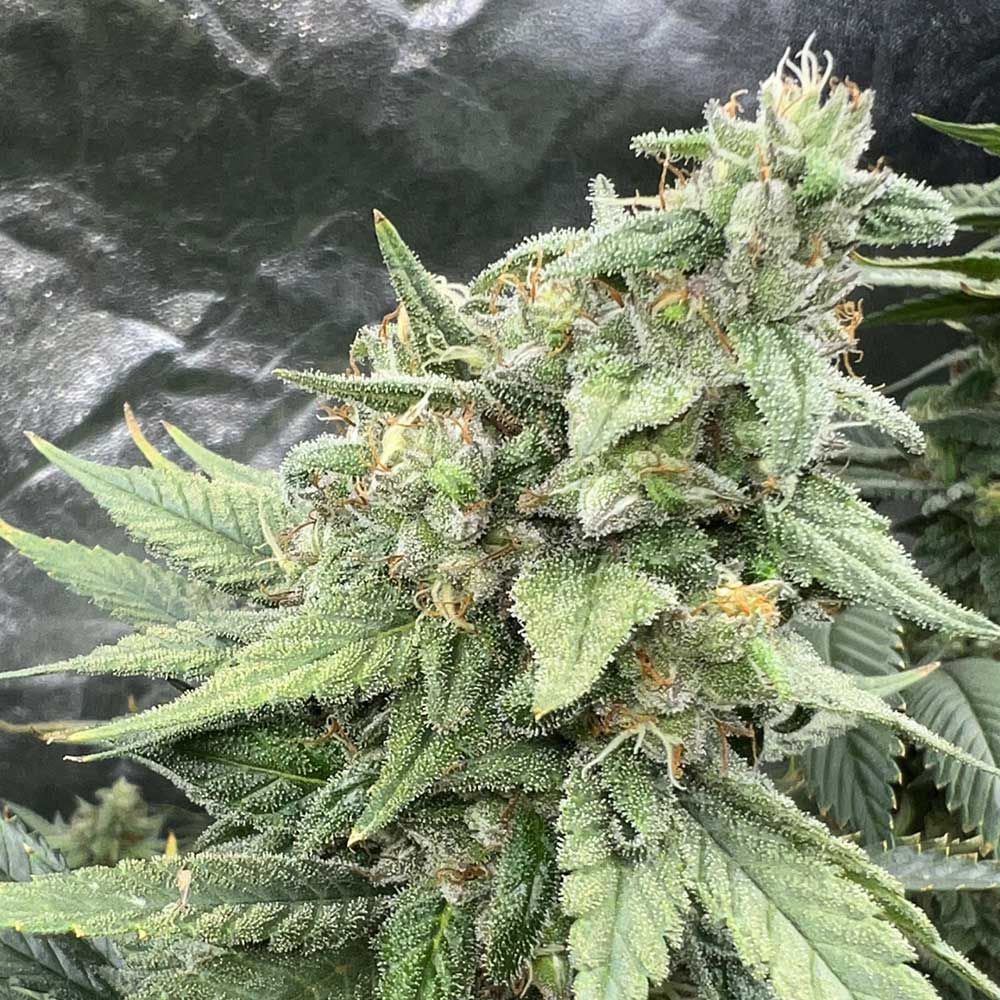 Mosca Seeds - Pink LemonAid S1 - Feminized