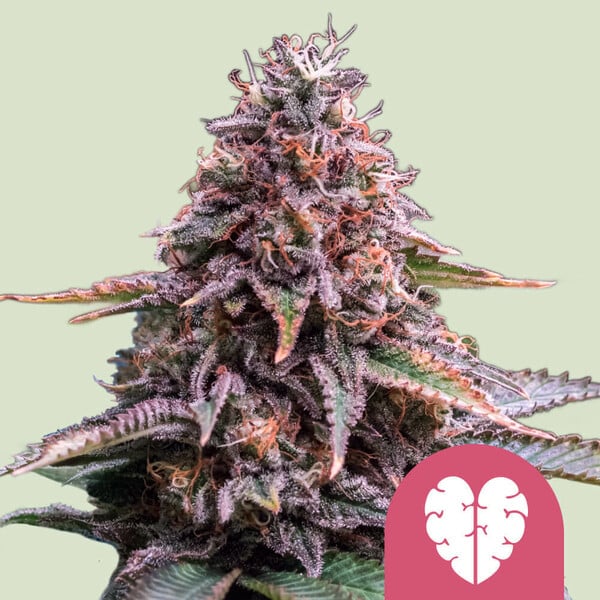 Royal Queen Seeds - Pink Mist - Feminized