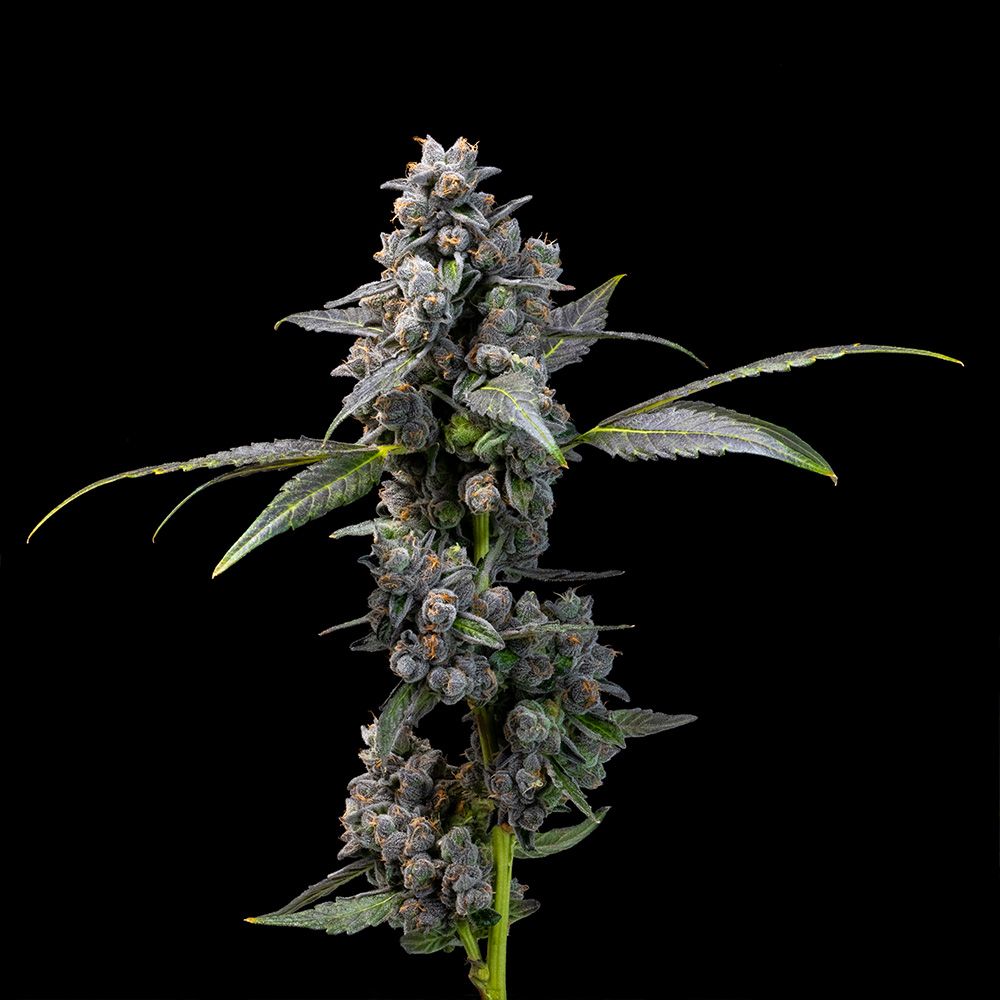 Cookies Seeds - Pink Passion Fruit Feminized