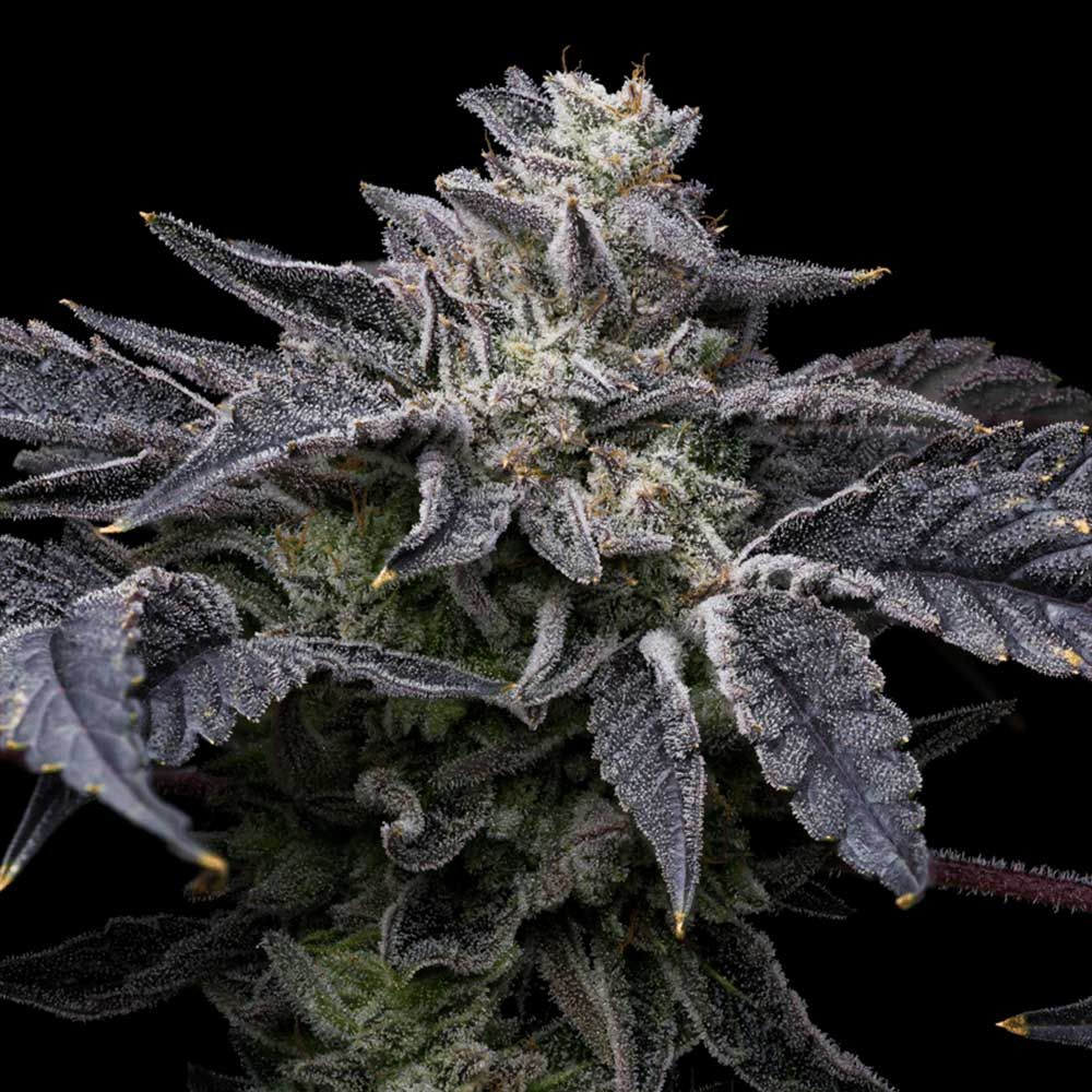 Cookies Seeds - Pink Runtz x Hollywood - Feminized