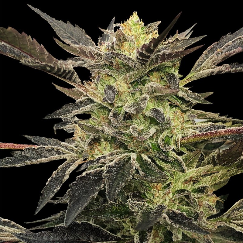 Silent Seeds - Pink Sunset Auto by Sherbinskis - Feminized