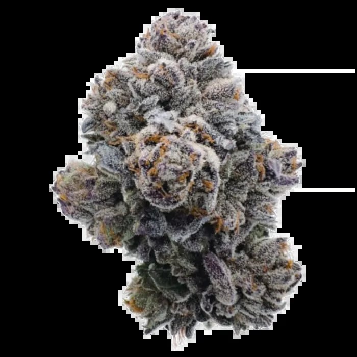 Growers Choice Seeds - Pink Glitterbomb Feminized