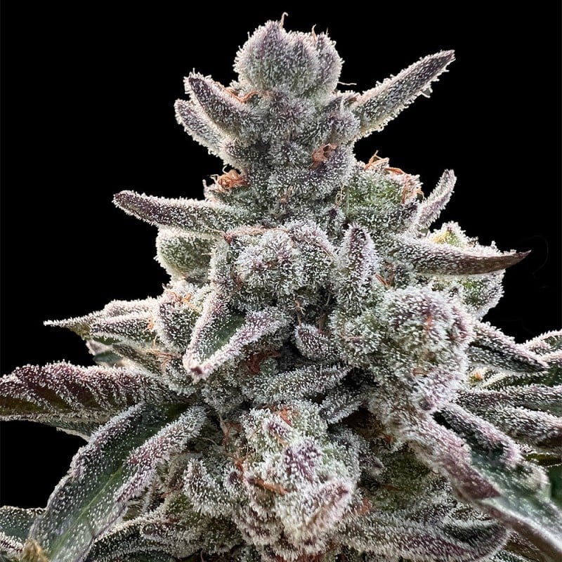 Silent Seeds - Polar Gelato by Sherbinskis - Feminized