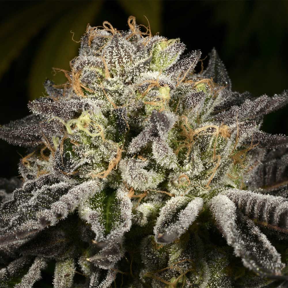 Archive Seedbank - Purp Skurp Feminized