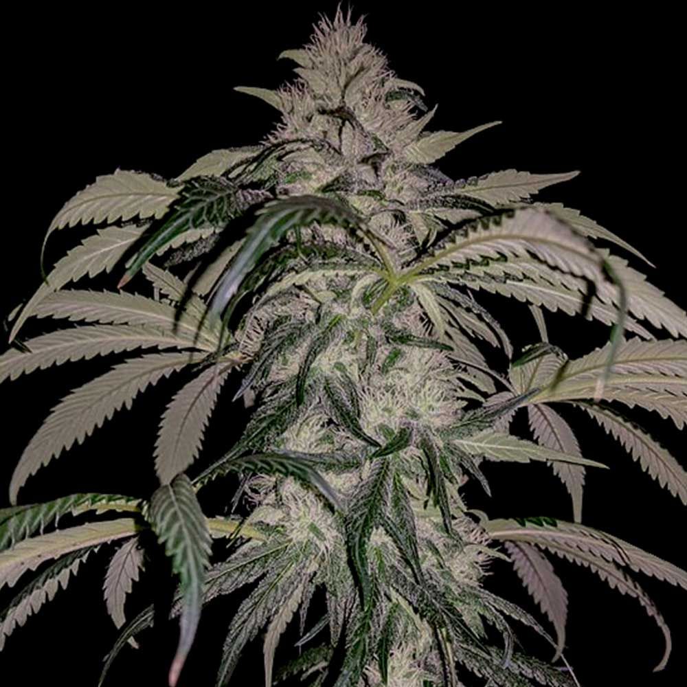 Rare Dankness Seeds - Purple Swish Haze - Regular