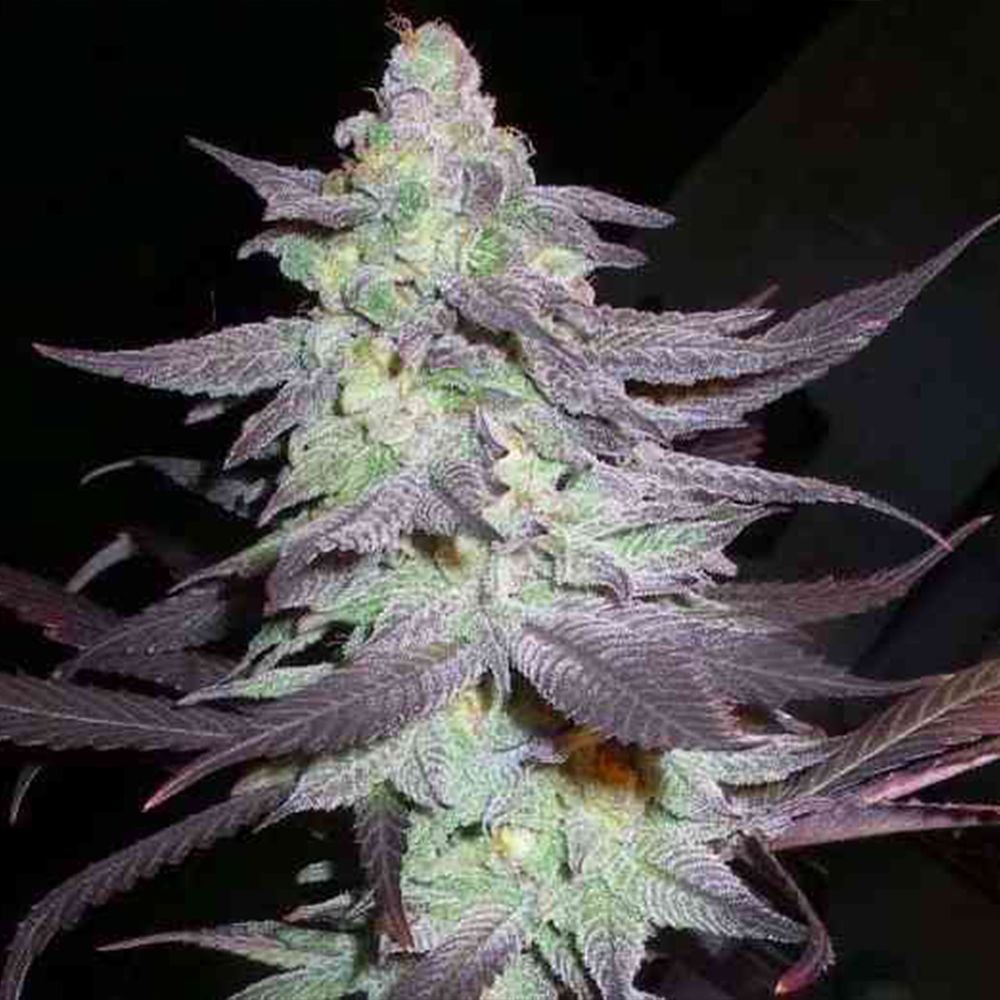 DNA Genetics - Purple Wreck - Feminized