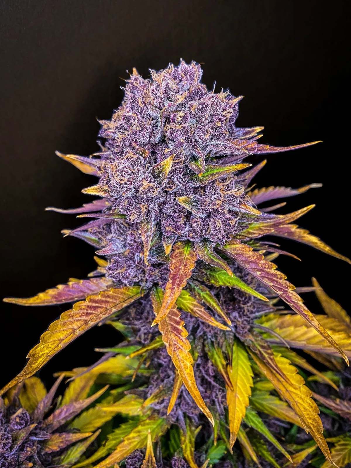 Auto-Tastic Seeds - Purple Lemonade Auto - Feminised