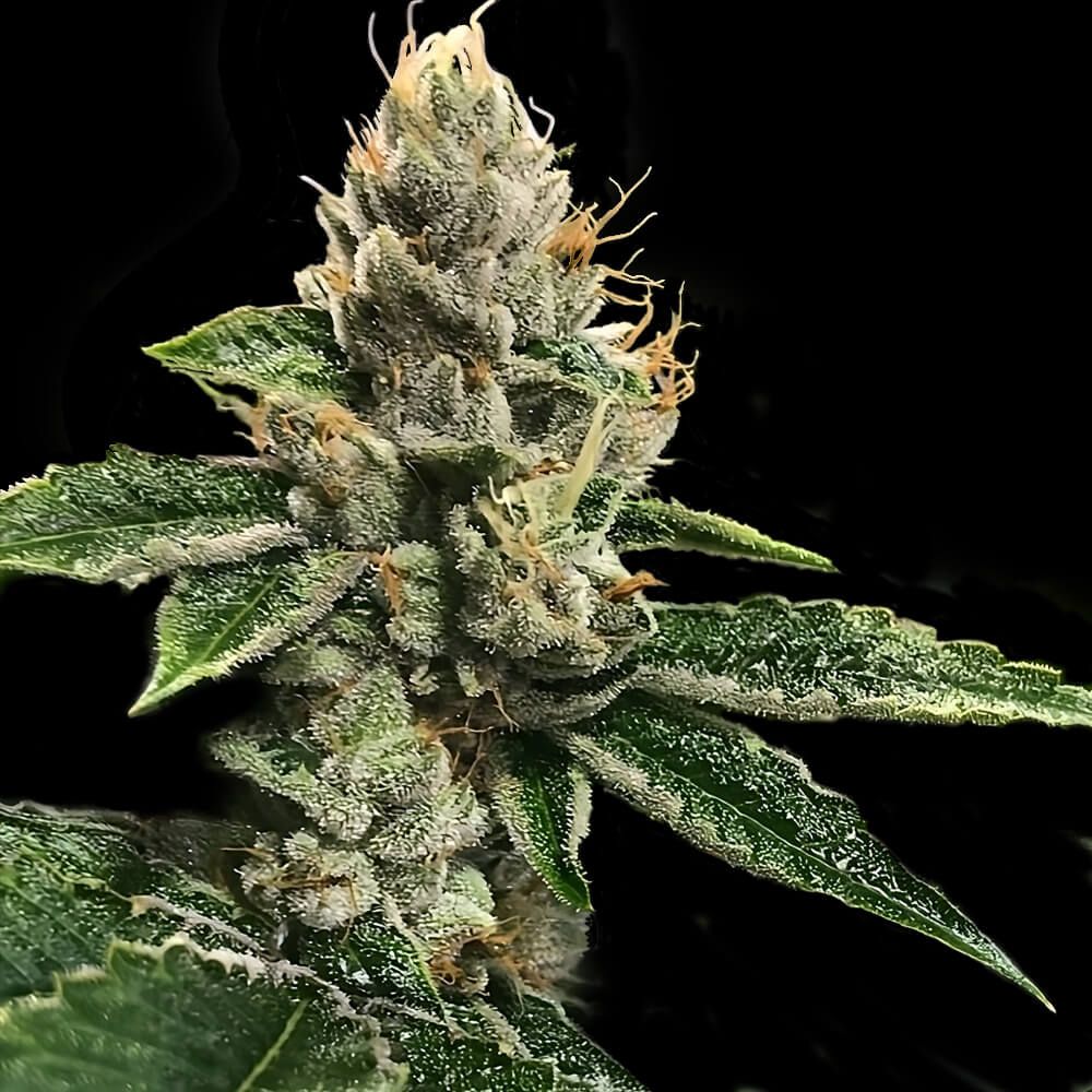 DNA Genetics - RP 43 AKA RICHARD PETTY - Feminized