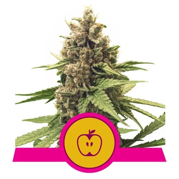 Apple Fritter– Feminized – Royal Queen Seeds 