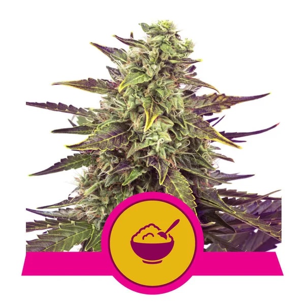 Cereal Milk– Feminized – Royal Queen Seeds  