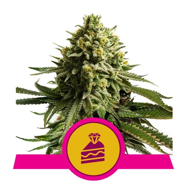 Wedding Cake – Feminized – Royal Queen Seeds    