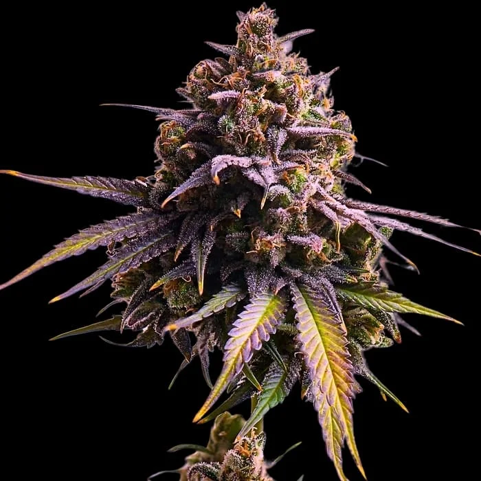 Empire Seeds - RS11 Auto - Feminized