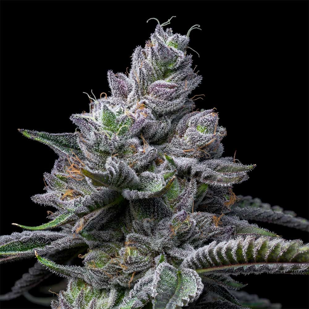 Cookies Seeds - RS11 x Hollywood - Feminized